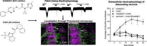 kcc kcl jpm research klinische chemie ysl lab capellw|Structures and an activation mechanism of human potassium .